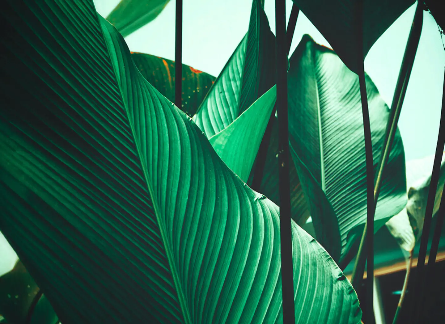 LEAF STALKS 1 1