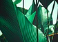 LEAF STALKS 1 - thumbnail 1