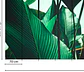 LEAF STALKS 1 - thumbnail 3