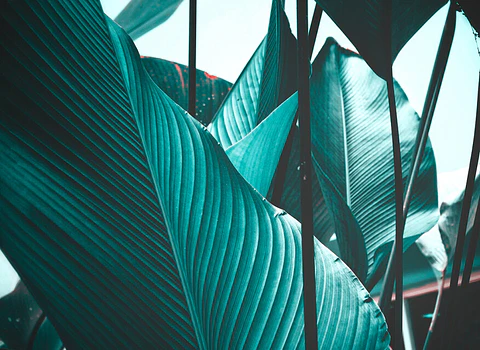 LEAF STALKS 2