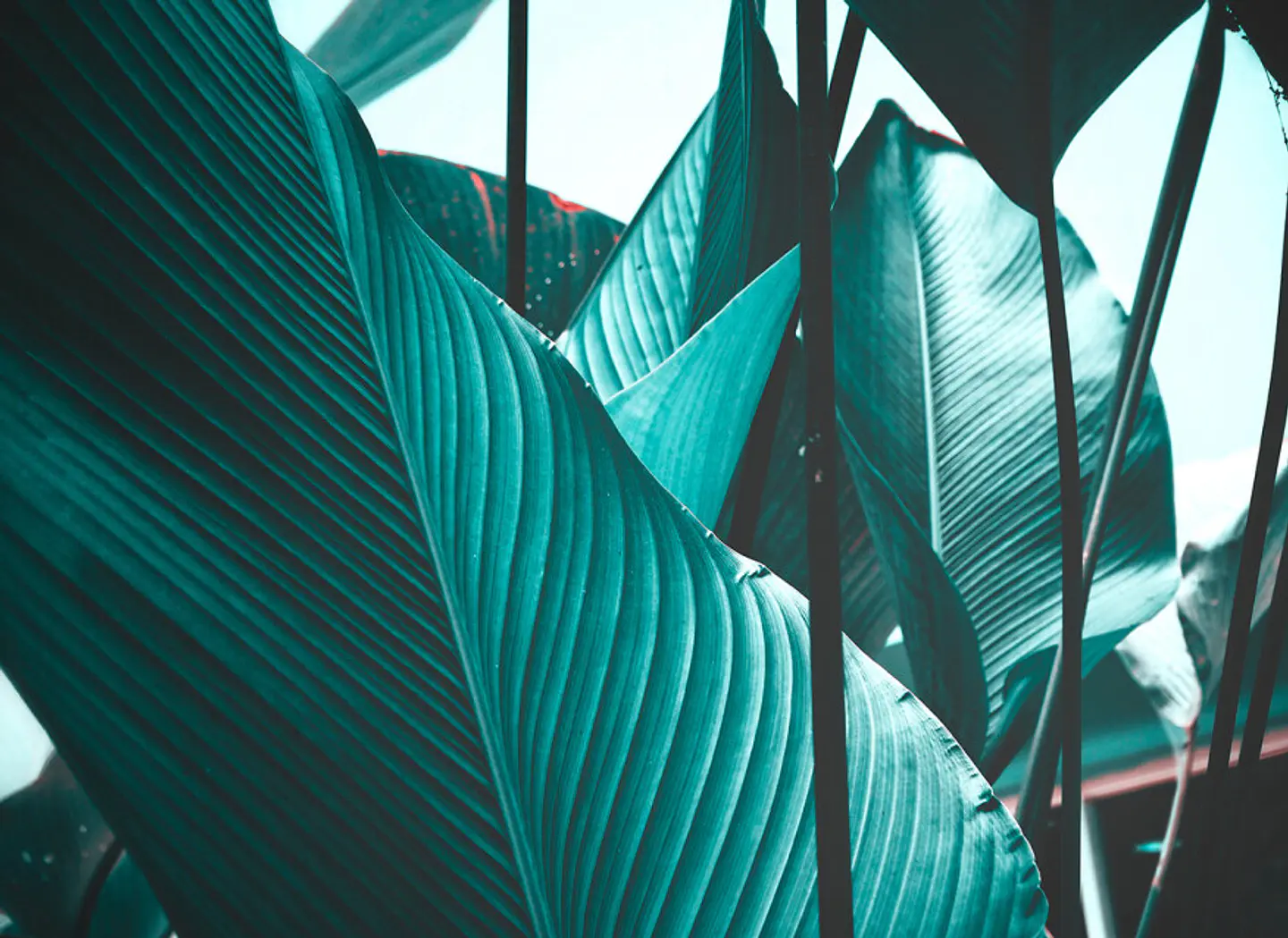 LEAF STALKS 2 1