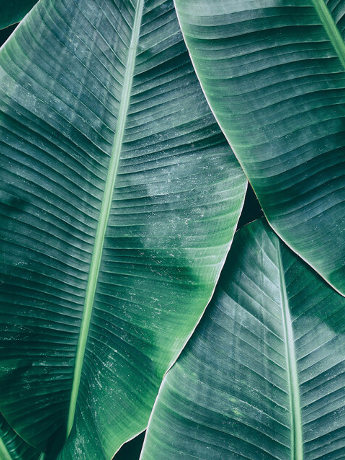 BANANA LEAVES 1  1