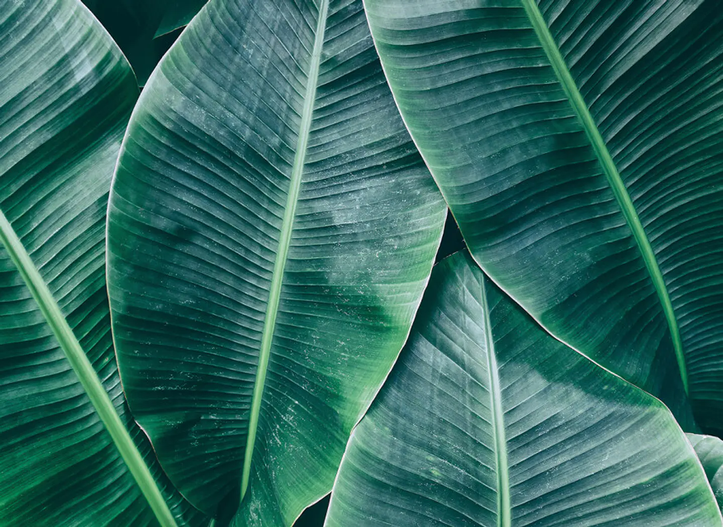 BANANA LEAVES 1  1