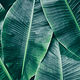 BANANA LEAVES 1 