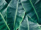 BANANA LEAVES 1  - thumbnail 1