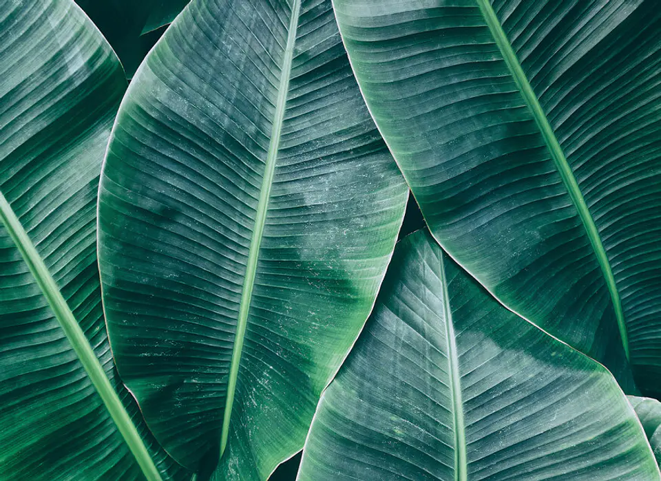 BANANA LEAVES 1  1