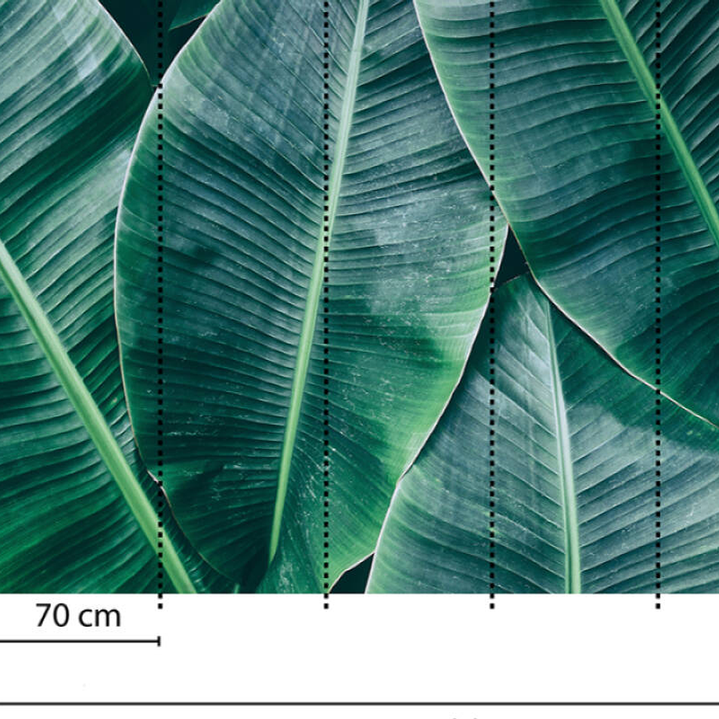 BANANA LEAVES 1  3