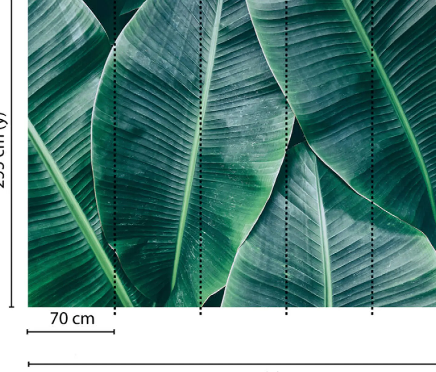 BANANA LEAVES 1  3