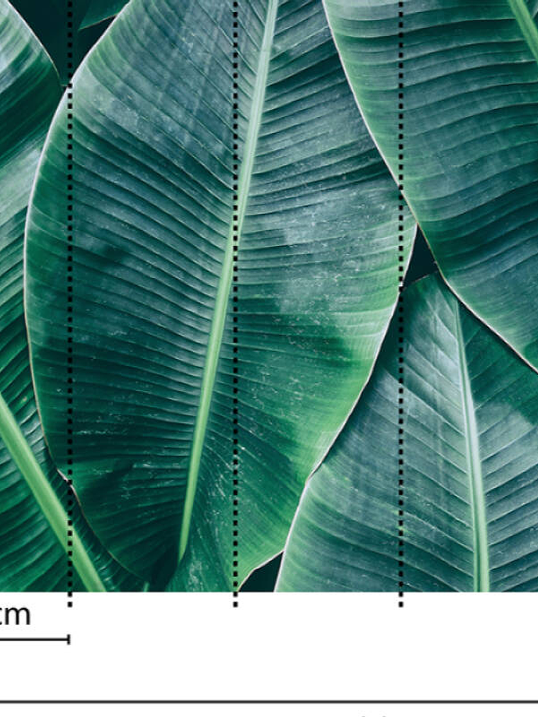 BANANA LEAVES 1  3