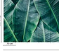 BANANA LEAVES 1  - thumbnail 3