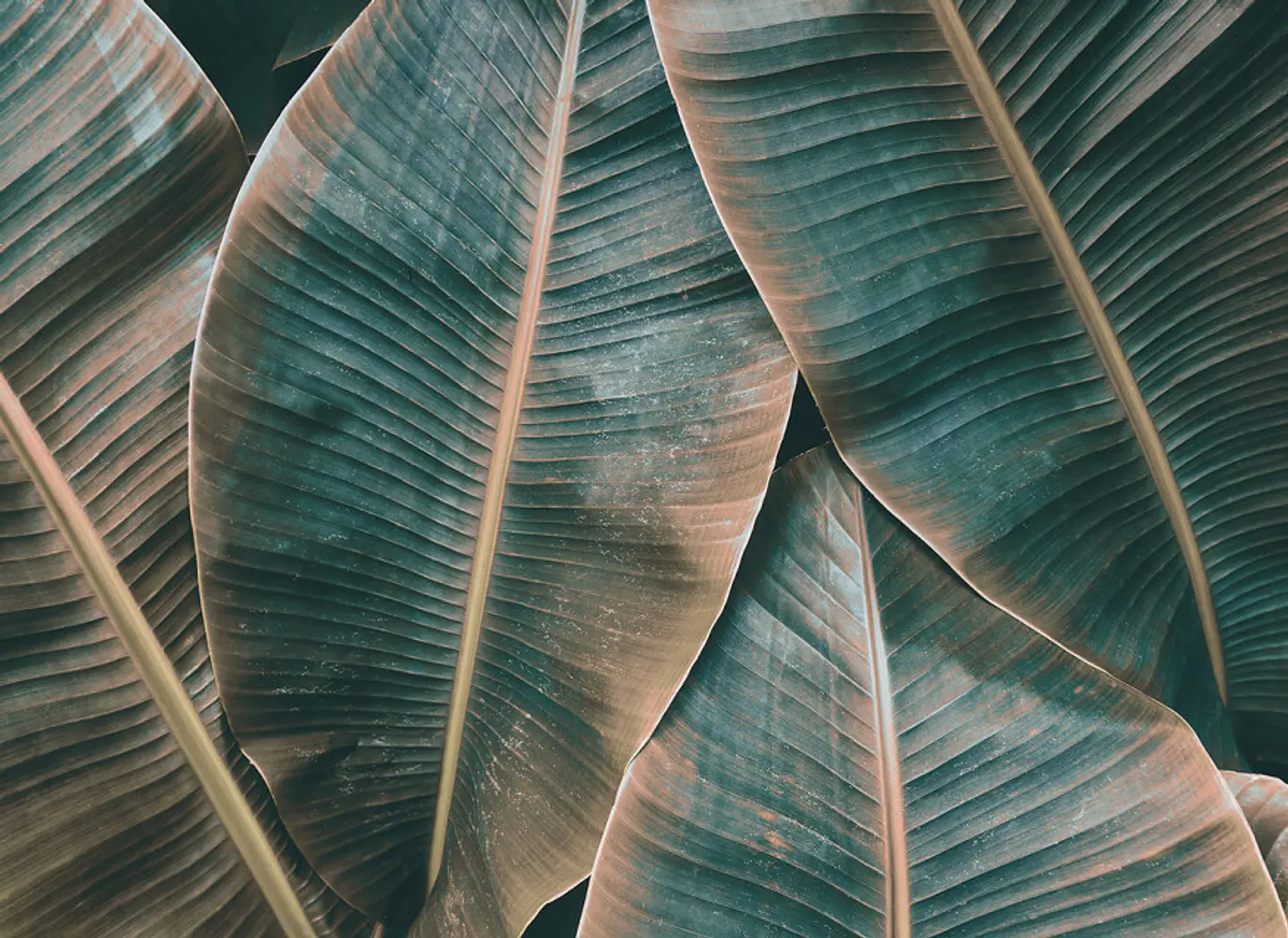 BANANA LEAVES 2 1