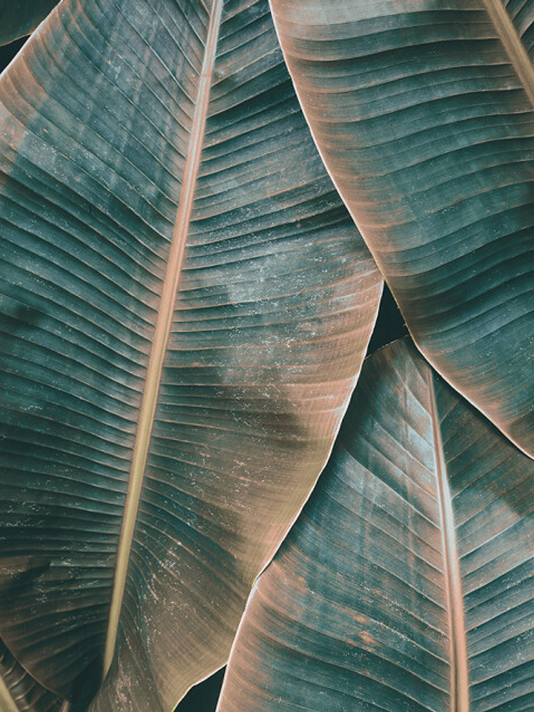 BANANA LEAVES 2 1