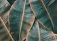 BANANA LEAVES 2 - Miniatura 1