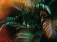 JUNGLE COLOUR  - Miniatura 1