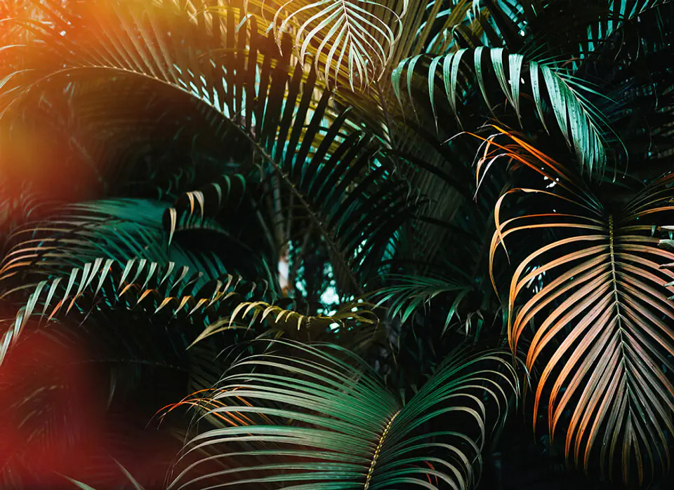JUNGLE COLOUR  1