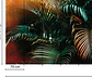 JUNGLE COLOUR  - Miniatura 3