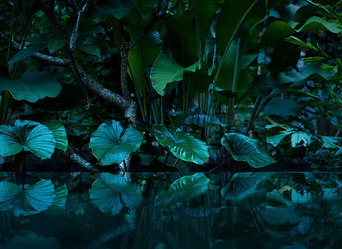 TROPICAL