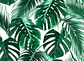 PALM LEAVES 1 - Miniatura 1