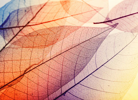 LIMPID LEAF 1