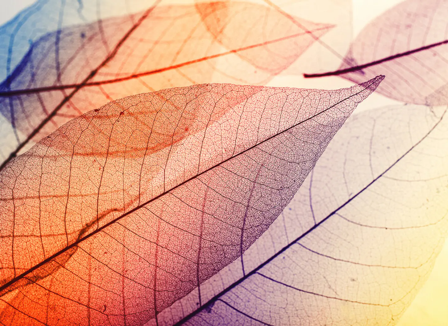 LIMPID LEAF 1 1