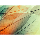 LIMPID LEAF 2 1