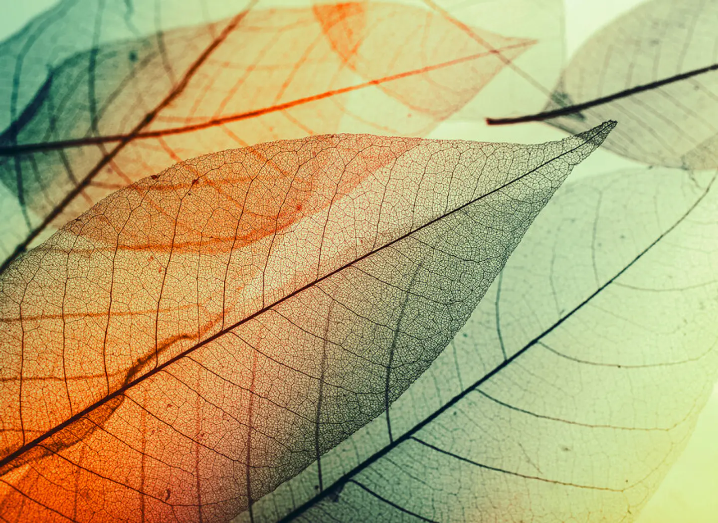 LIMPID LEAF 2 1