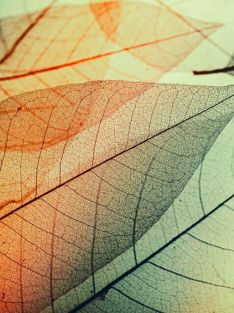 LIMPID LEAF 2 1