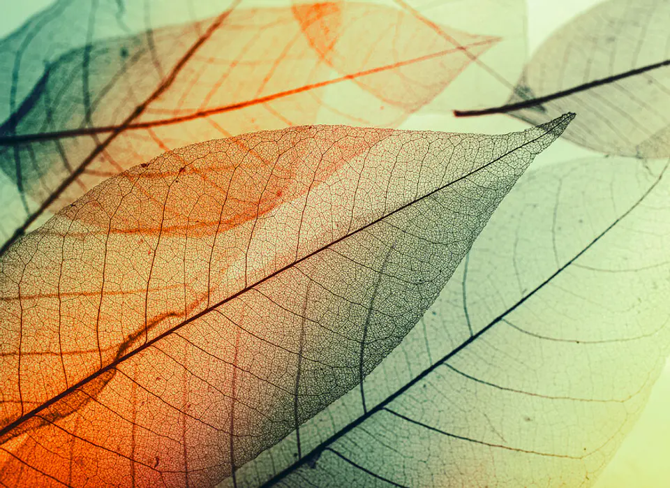 LIMPID LEAF 2 1