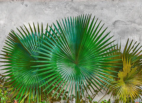 AGAVE LEAVES