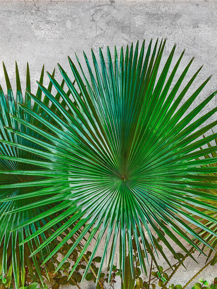 AGAVE LEAVES 1
