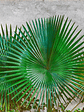 AGAVE LEAVES - thumbnail 1