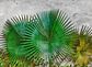 AGAVE LEAVES - thumbnail 1