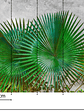 AGAVE LEAVES - thumbnail 3