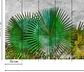 AGAVE LEAVES - thumbnail 3