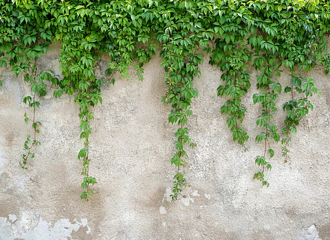 CLIMBING LEAVES