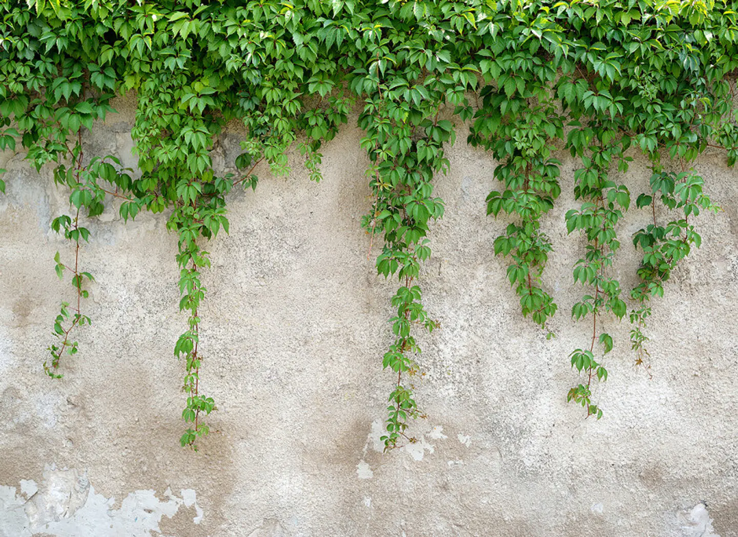 CLIMBING LEAVES 1