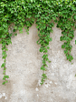 CLIMBING LEAVES - thumbnail 1