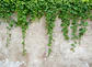 CLIMBING LEAVES - thumbnail 1