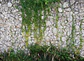 STONEWALL - thumbnail 1