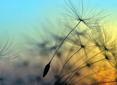 FLYING DANDELION 1
