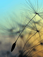 FLYING DANDELION 1 - thumbnail 1