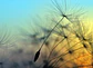 FLYING DANDELION 1 - thumbnail 1