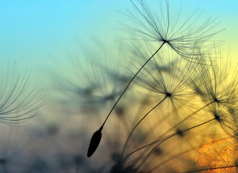 FLYING DANDELION 1 1