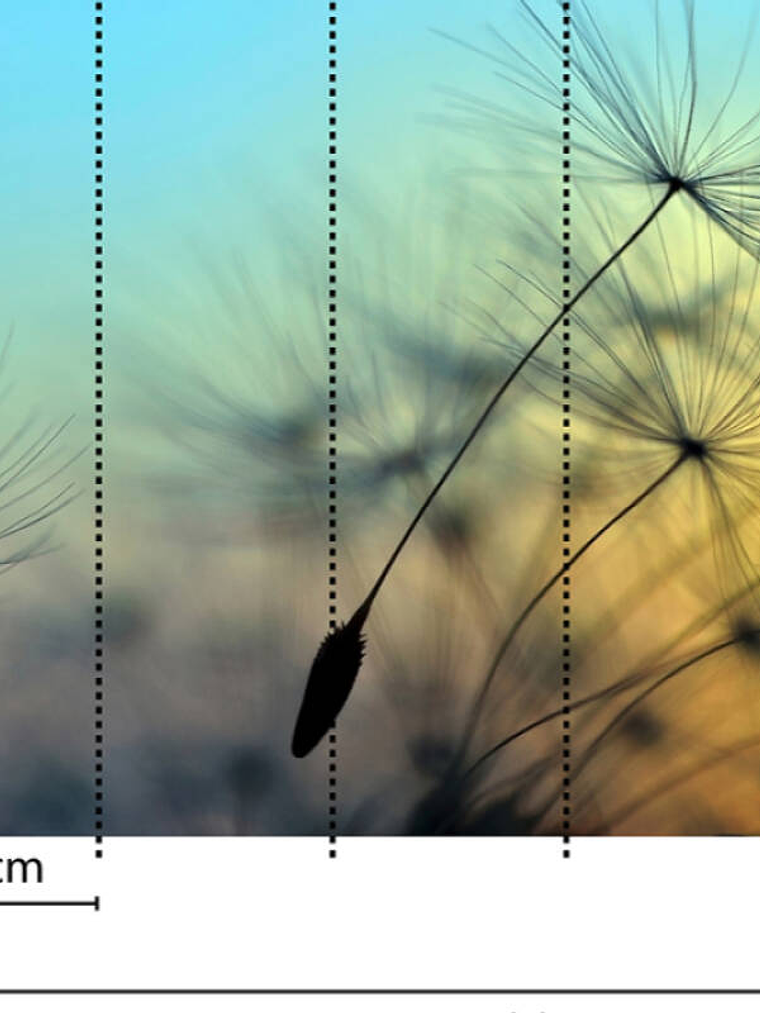 FLYING DANDELION 1 3