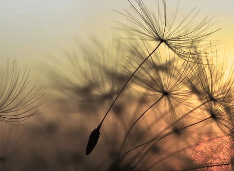 FLYING DANDELION 2