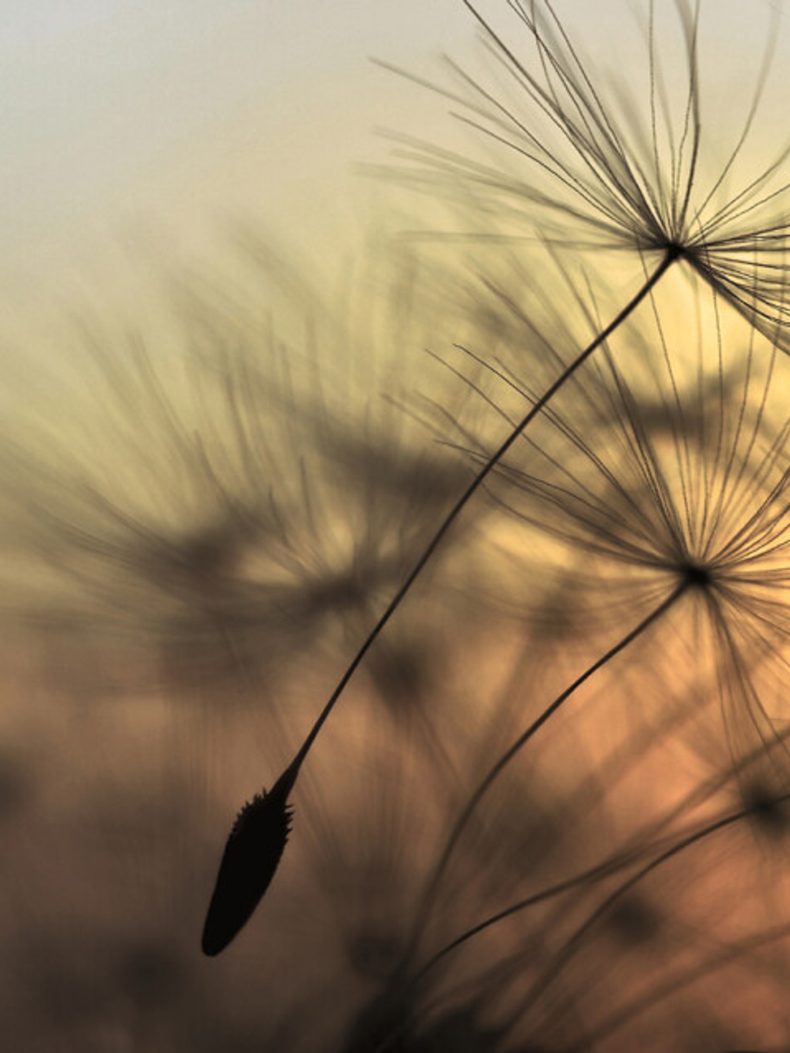 FLYING DANDELION 2 1