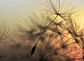 FLYING DANDELION 2 - thumbnail 1