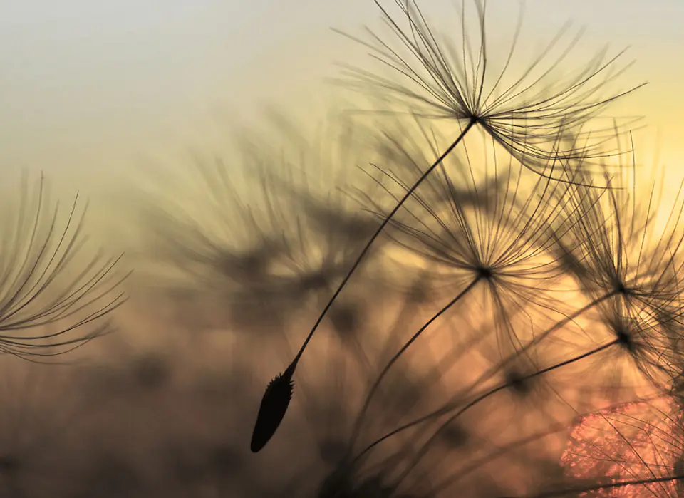 FLYING DANDELION 2 1