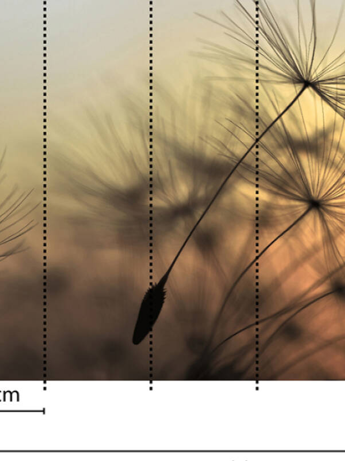 FLYING DANDELION 2 3