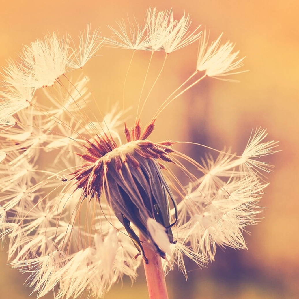 DANDELION 1 1
